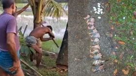 তালগাছ কেটে &lsquo;শতাধিক&rsquo; বাবুই পাখির ছানা হত্যার অভিযোগ