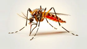 ডেঙ্গু আক্রান্তের সংখ্যা ২৭ হাজার ছাড়ালো