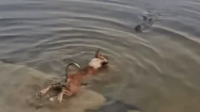 কুকুরটির শরীর থেকে নমুনা সংগ্রহ