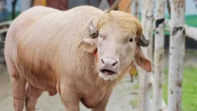তীব্র গরমে কাহিল &lsquo;ট্রাম্প&rsquo;, আনা হচ্ছে বিশেষ ফ্যান