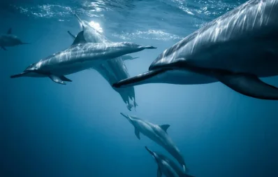 Dolphin-ডলফিন