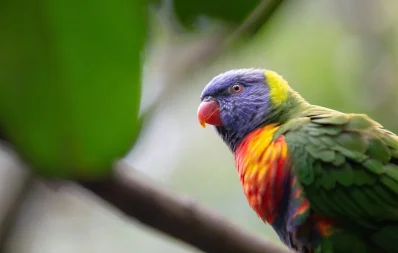 Parrot-টিয়া পাখি