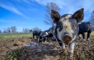 Pig-শূকর