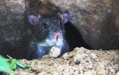 ইঁদুর-rat