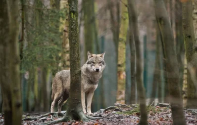 নেকড়ে-wolf