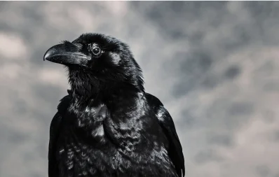 crow-কাক