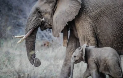 elephant-হাতি