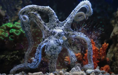 octopus-অক্টোপাস