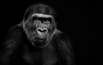 the ape-বনমানুষ