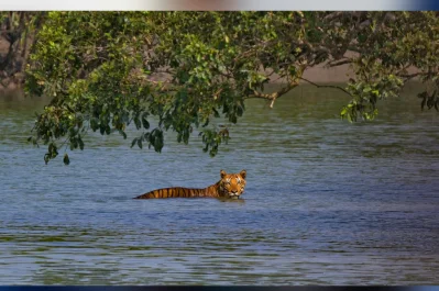 সুন্দরবনের রয়েল বেঙ্গল টাইগার/শুভজীৎ নন্দী