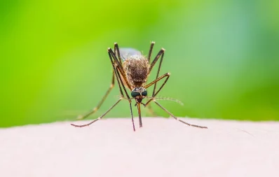 ডেঙ্গু মশা/এএফপি