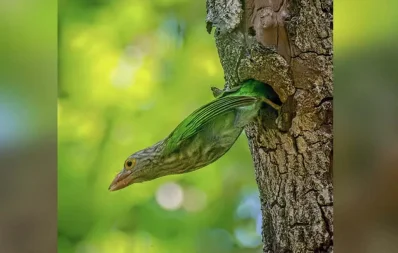 নিজের বানানো বাসায় অন্য প্রাণীকে আশ্রয় দেয় পাখিটি/সৌজন্য ছবি