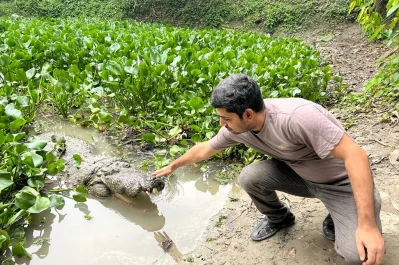 খাদেমদের মাজারসংলগ্ন পুকুরে এভাবেই ভক্তরা সুযোগ পান কুমির ছুঁয়ে দেখার