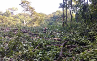 রাতের আঁধারে কেটে ফেলা হয়েছে অর্ধশত গাছ/ঢাকা ট্রিবিউন