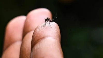 মশার মাধ্যমে চিকুনগুনিয়া ভাইরাস ছড়ায়/সংগৃহীত