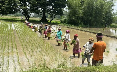 ফাইল ছবি: ধান রোপন করছেন কৃষকেরা/ঢাকা ট্রিবিউন