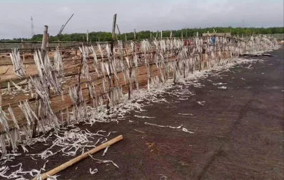 এসব শুঁটকি মাছ থেকে এখন দুর্গন্ধ ছড়াচ্ছে/ইউএনবি