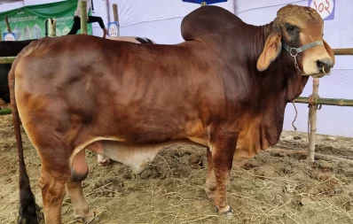 ব্রাহমা জাতের ষাঁড়/ঢাকা ট্রিবিউন
