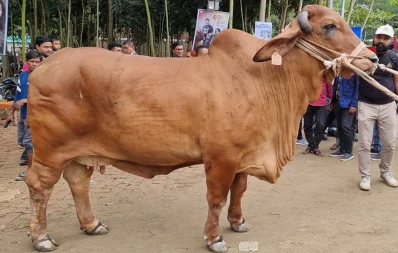 গরুমেলায় একটি স্টলে আনা ব্রাহমা জাতের গাভী/ঢাকা ট্রিবিউন