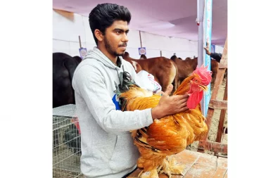 ব্রাহমা জাতের মুরগি/ঢাকা ট্রিবিউন