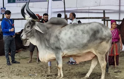 ৮০০ কেজি ওজনের ভারতের রাজস্থানি বড় শিংয়ের ষাঁড়/ঢাকা ট্রিবিউন