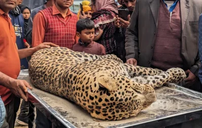 চিতাবাঘটি উদ্ধার করে উপজেলা প্রাণিসম্পদ কার্যালয়ে নিয়ে যাওয়া হয়েছে/সংগৃহীত