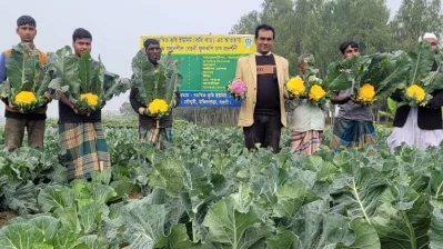 জালালের রঙিন ফুলকপির ক্ষেতে স্থানীয় চাষি ও কৃষি কর্মকর্তা/ঢাকা ট্রিবিউন