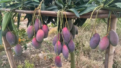 থোকায় থোকায় হয় কাটিমন আম/বিবিসি