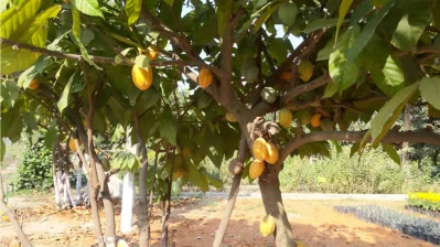 হর্টিকালচার সেন্টারের গাছে ধরে আছে ঝাঁকে ঝাঁকে পরিপক্ক কোকোয়া ফল/ঢাকা ট্রিবিউন