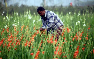 চাষিদের অক্লান্ত পরিশ্রম ও নিষ্ঠায় মাঠে মাঠে শোভা পাচ্ছে বিভিন্ন জাতের ফুল/ফাইল ছবি/ঢাকা ট্রিবিউন