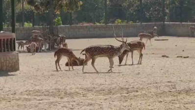 সাফারি পার্কে দেওয়া হরিণ। ১০ মার্চ ২০২৪/ঢাকা ট্রিবিউন