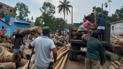 স’মিল থেকে উদ্ধার করা হচ্ছে পাচার হওয়া সেগুন গাছ/ঢাকা ট্রিবিউন