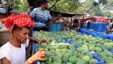 রাজশাহীর বানেশ্বর বাজারে উঠতে শুরু করেছে গোপালভোগ আম। বিভিন্ন যানবাহনে করে আম নিয়ে হাটে আসছেন চাষি ও ব্যবসায়ীরা (২৬ মে, ২০২৪)/ঢাকা ট্রিবিউন
