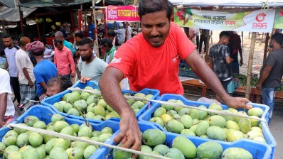 বাজারে আসতে শুরু করেছে গোপালভোগ আম। যদিও দাম গতবারের তুলনায় চড়া (২৬ মে, ২০২৪)/ঢাকা ট্রিবিউন