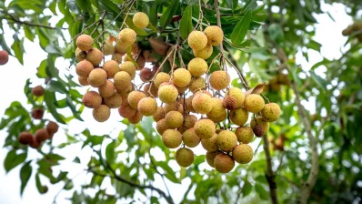 কাঁচা বা আধ পাকা লিচু গাছ থেকে পেড়ে খাওয়া উচিত নয়/পেক্সেলস