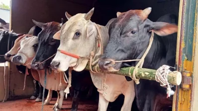 ফাইল ছবি/ঢাকা ট্রিবিউন