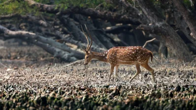সুন্দরবনে সবচেয়ে বেশি দেখা যায় এই হরিণ। বিশেষ করে সুন্দরবনের ঘাসবনে এই হরিণ সহজে চোখে পড়ে/আইস্টক