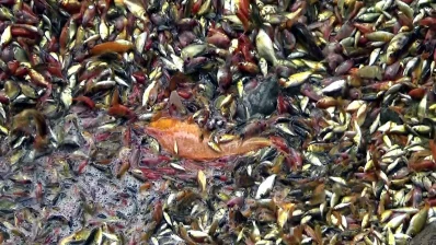 রঙিন মাছের চাষ বাড়ছে নওগাঁয়/ঢাকা ট্রিবিউন