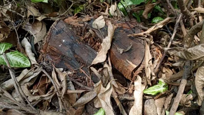 বান্দরবানের আলীকদমে সরকারি গাছ কেটে গোড়া ঢেকে ফেলার চেষ্টা করেছেন সরকারি কর্মকর্তা রকিব উদ্দিন/ঢাকা ট্রিবিউন