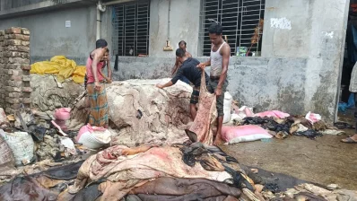 ঢাকার সাভারের চামড়া শিল্পনগরীতে আসা কাঁচা চামড়ায় লবণ মাখিয়ে সাজিয়ে রাখছেন ট্যানারি শ্রমিকরা/ঢাকা ট্রিবিউন