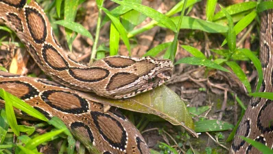 সাপগুলো বেশি দেখা যাচ্ছে ফসলের মাঠে। কারণ তাদের প্রধান খাবার হল ইঁদুর, যেটি আবার ফসলের প্রধান শত্রু/আইস্টক
