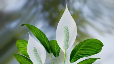 পিস লিলি উদ্ভিদ বাড়ি এবং অফিসের জন্য একটি সুন্দর উদ্ভিদ/সংগৃহীত