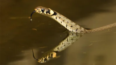 বর্ষার সময় এরা ঢুকে পড়ে মানুষের বসতবাড়িতে/আইস্টক