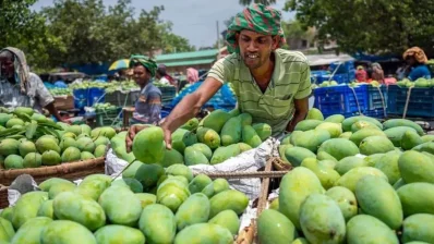 দেশজুড়ে আমের সর্ববৃহৎ যোগান দাতা হচ্ছে চাঁপাইনবাবগঞ্জ/ইউএনবি