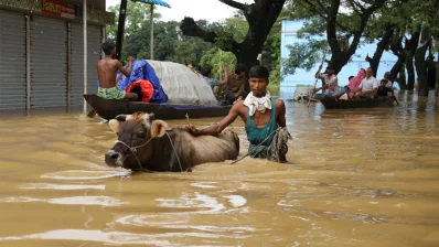 পশুগুলোর জন্য আলাদাভাবে কিছু খাবার (যেমন ভুষি, লবণ, বা খৈল) সংগ্রহে রাখা উচিত/এএফপি