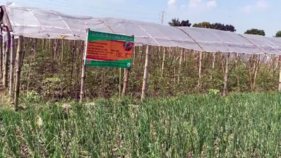পিঁয়াজ-রসুনের পাশাপাশি মসলা চাষ করা হচ্ছে/কুদরতে খোদা সবুজ