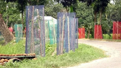 প্লাস্টিকের বেড়া দিয়ে ঘেরা খাঁচার মধ্যে সারিবদ্ধ তেজপাতা ও দারুচিনি গাছ/কুদরতে খোদা সবুজ