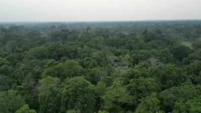 এই বনে ৩ প্রজাতির বানরের দেখা মেলে/সংগৃহীত