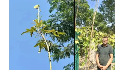 ভোপালে ১৮ ফুট লম্বা ঢেঁড়শ গাছ ও ড. সন্দীপ সিংহাই