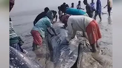 ডুবোচরে আটকে পড়া তিমিটিকে উদ্ধারের চেষ্টা করছেন জেলেরা/সংগৃহীত